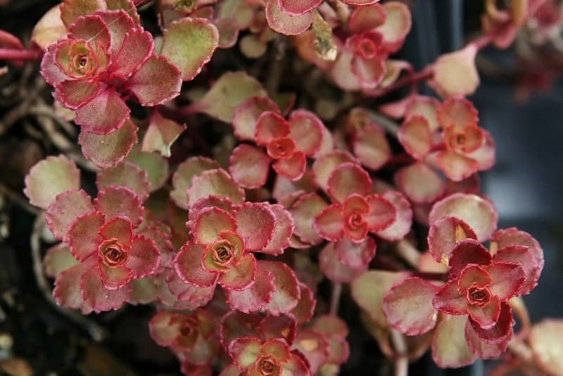 red carpet sedum