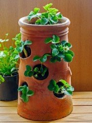 strawberry pots