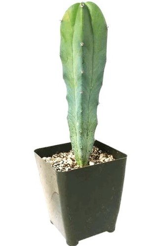 Blue Myrtle Myrtillocactus Geometrizans inset