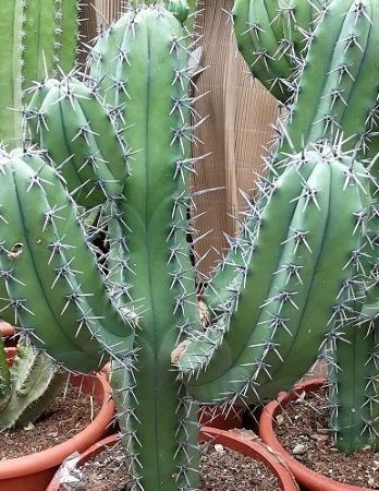 Blue Myrtle Myrtillocactus Geometrizans