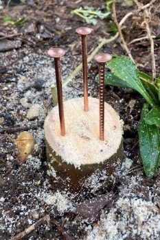 Copper nails in tree stump