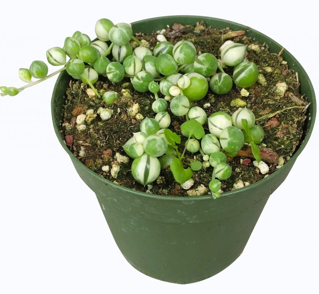 Variegated String Of Pearls #2