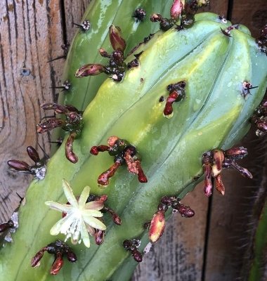 blue myrtle cactus flower
