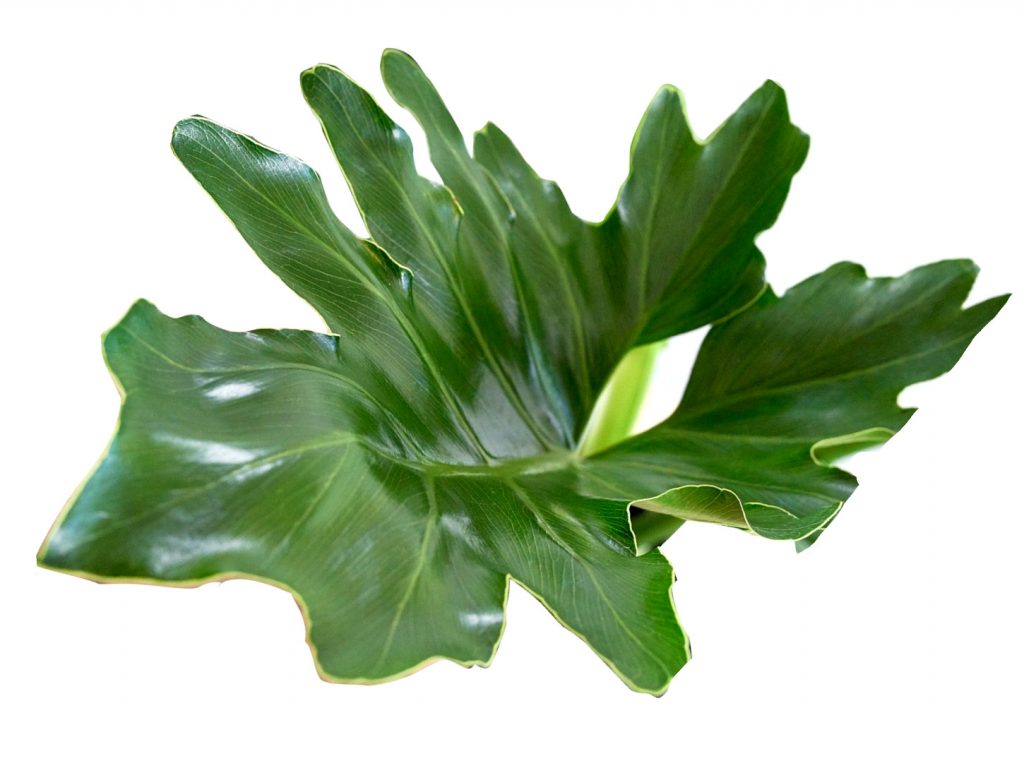 Split Leaf Philodendron leaf