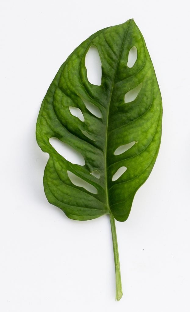 monstera leaves