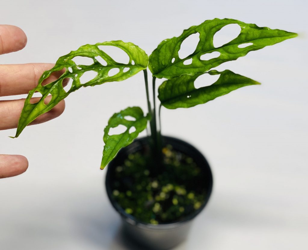 Monstera obliqua propagation