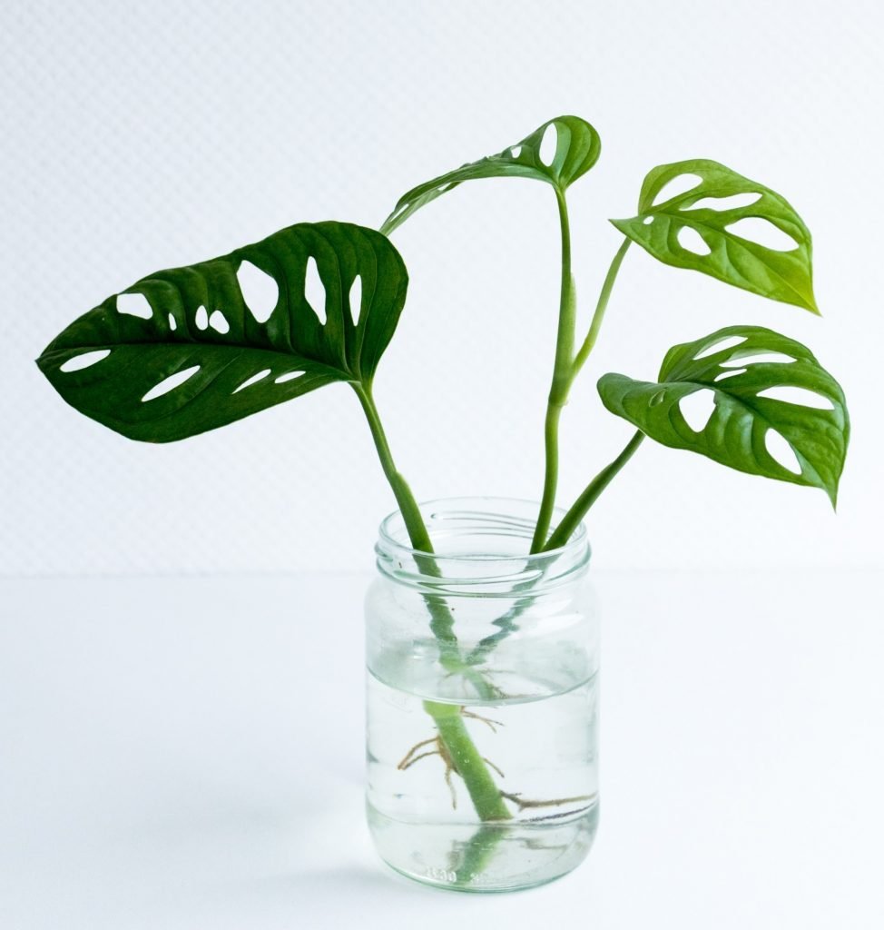 How To Propagate Monstera Adansonii
