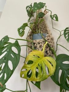 yellow monstera adansonii leaves.