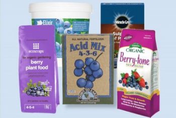 best blueberry fertilizers