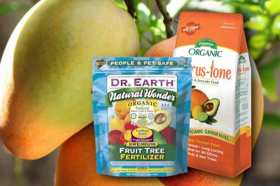 best mango tree fertilizer