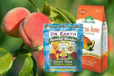 best peach tree fertilizer