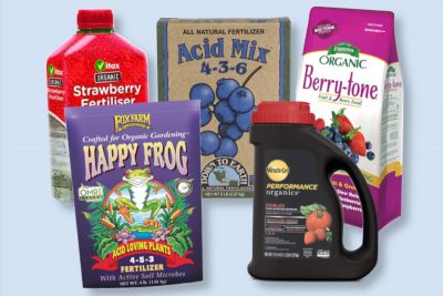 best strawberry fertilizer