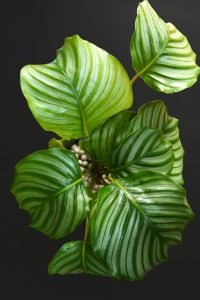 Calathea-Orbifolia
