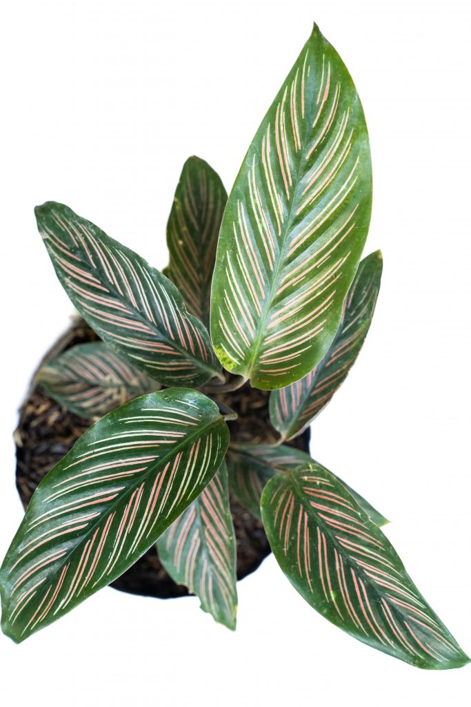 Calathea Ornata