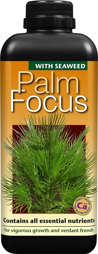 Palm-Focus