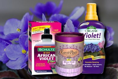best african violet fertilizer