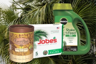 best palm tree fertilizer
