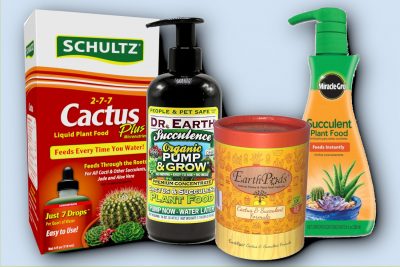 best succulent fertilizer