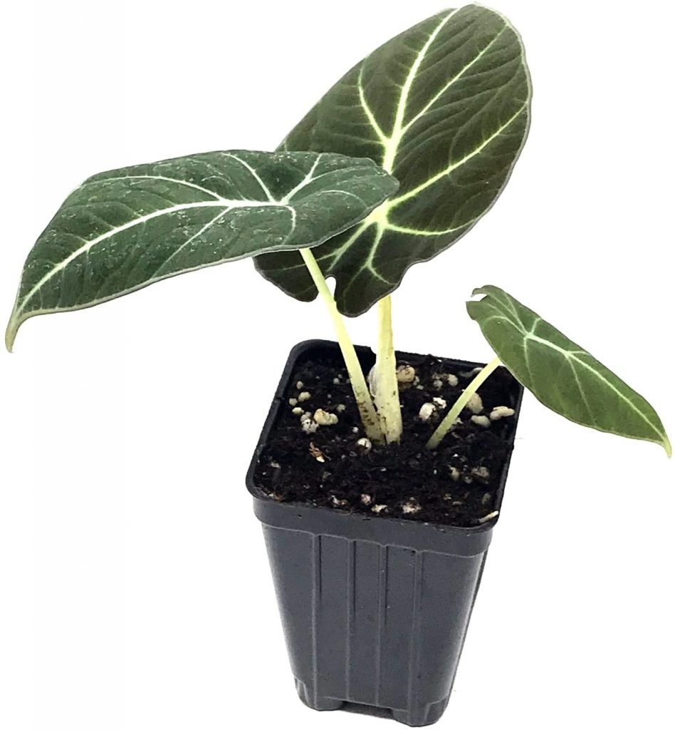 Black Velvet Elephant Ear Live Plant - Alocasia reginula