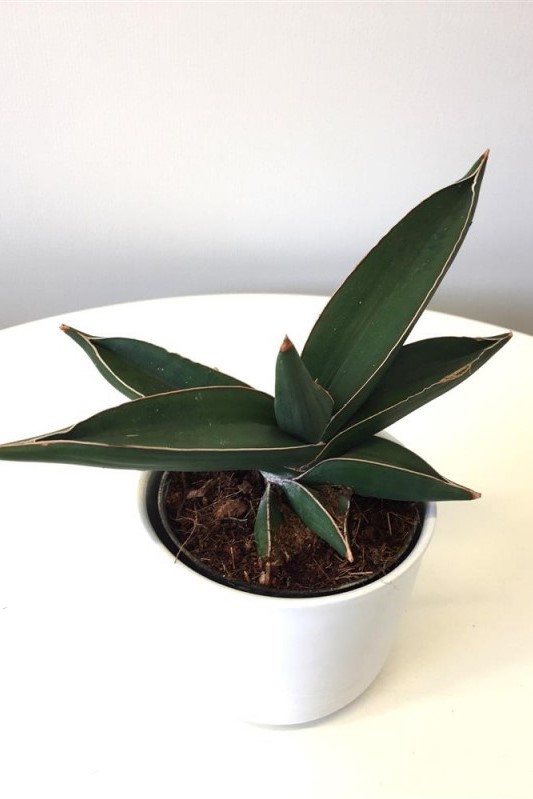 Sansevieria-Ehrenbergii