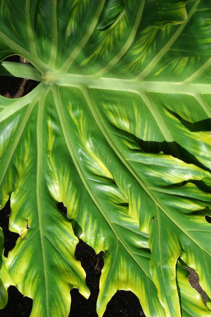 Philodendron Bipinnatifidum