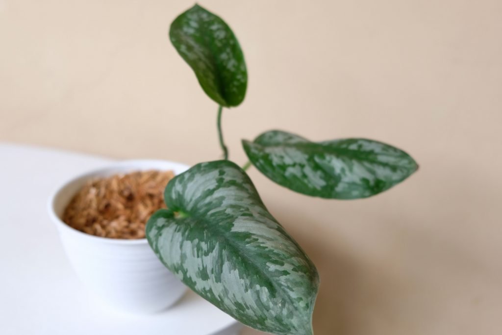 Scindapsus Pictus propagated