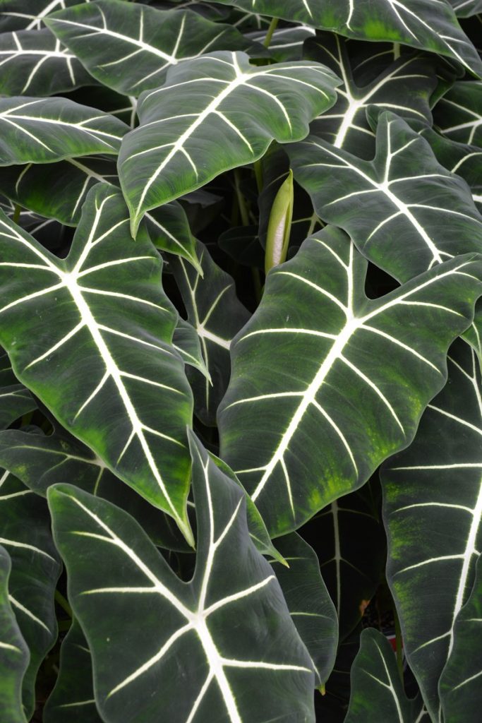 Alocasia Frydek