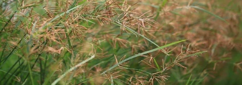 Nutsedge