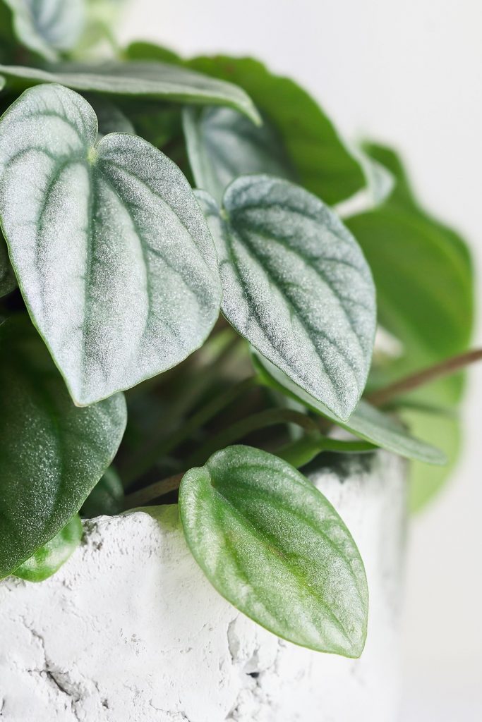 Peperomia Caperata ‘Frost’