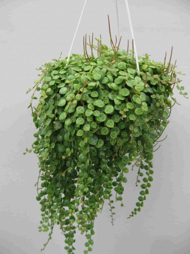 Peperomia Prostrata