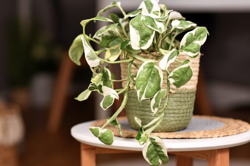 What-Does-An-Overwatered-Pothos-Look-Like