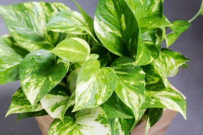 Why is my pothos droopy