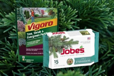 Best Arborvitae Fertilizers