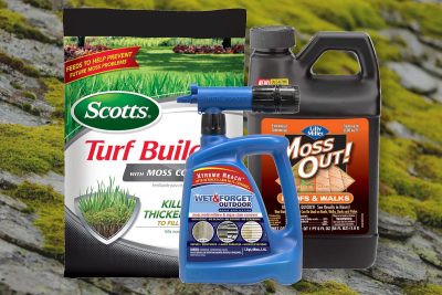 best moss killer