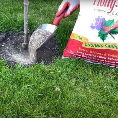Sprinkle granules around tree