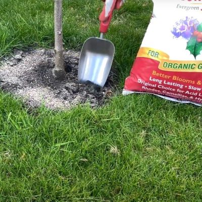 Dig fertilizer into soil