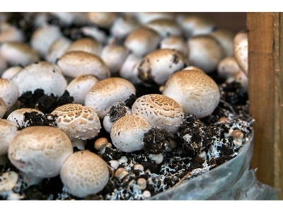 What Is Mushroom Substrate Used For