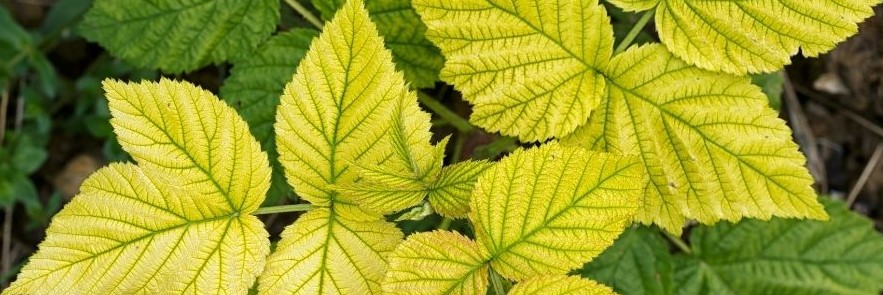 how to get nitrogen into soil