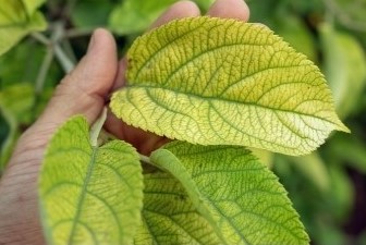 nitrogen deficiency 2