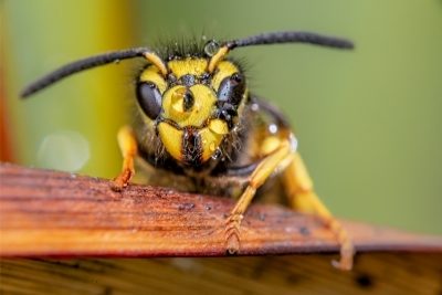 Do Yellow Jackets Leave A Stinger