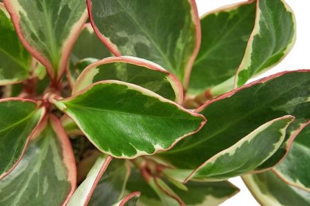 Red Edge Peperomia