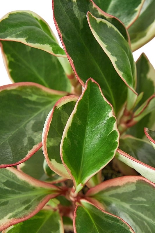 Peperomia Ginny