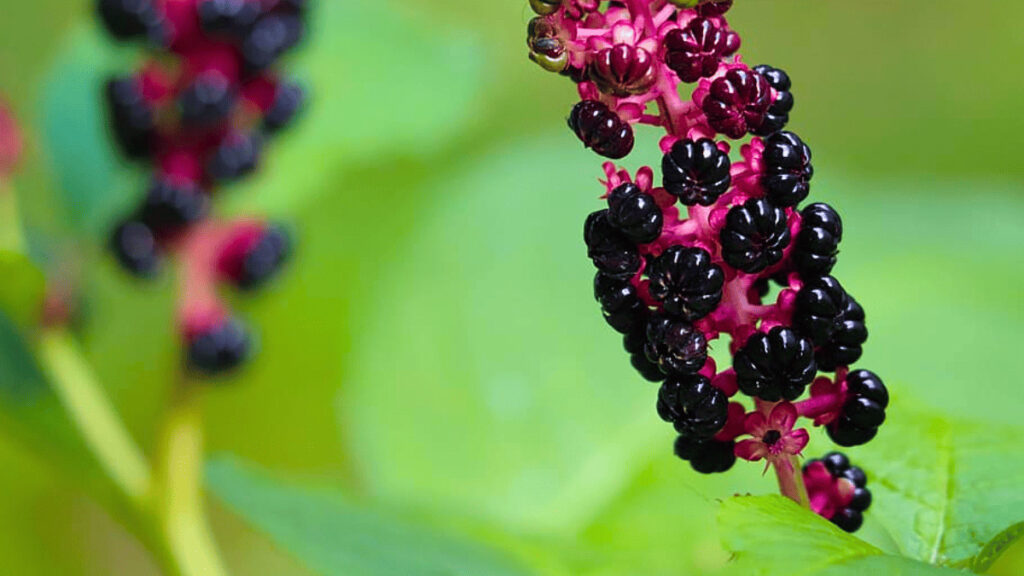 american pokeweed