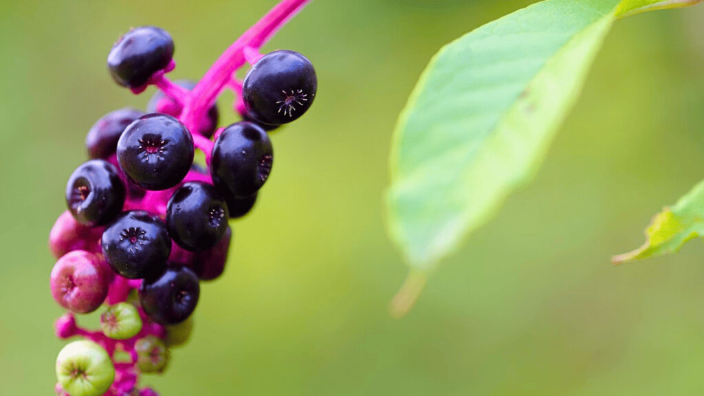 is pokeweed poisonous to touch