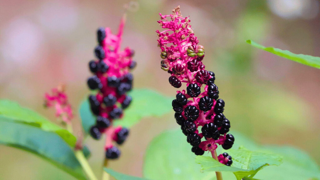 what should i do if i touched pokeweed?