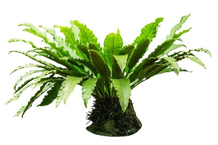 Austral Gem Bird's Nest Fern
