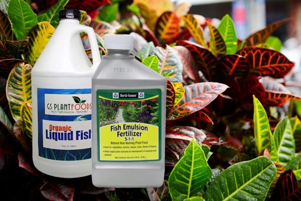 Best Fish Emulsion Fertilizers