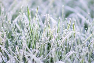 When Does Grass Stop Growing Last Cut Of The Season