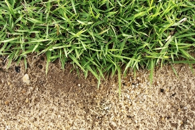 Will Grass Grow Through Sand Or In Sandy Soil