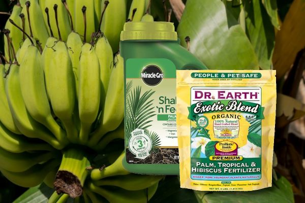 Best Fertilizer For Banana Plants